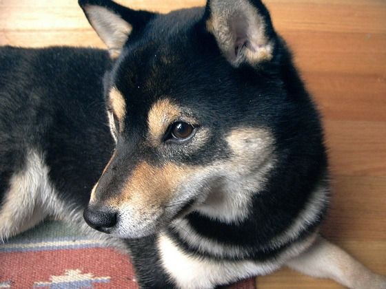 海外の日本犬オーナー 日本犬の目撃情報を語り合おう 海外の反応 すらるど 海外の反応
