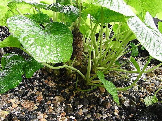 海外の園芸家 育てているワサビに水をあげてみた 日本原産の野菜 ワサビの栽培に対する海外の反応 すらるど 海外の反応