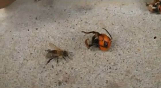 虫注意 死んだ大スズメバチの頭にびっくりする日本ミツバチが可愛い 海外の反応 すらるど 海外の反応