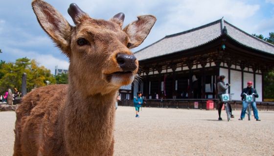 海外 日本旅行で関西に行ったら奈良にも行った方が良いだろうか 奈良県に対する海外の反応 すらるど 海外の反応