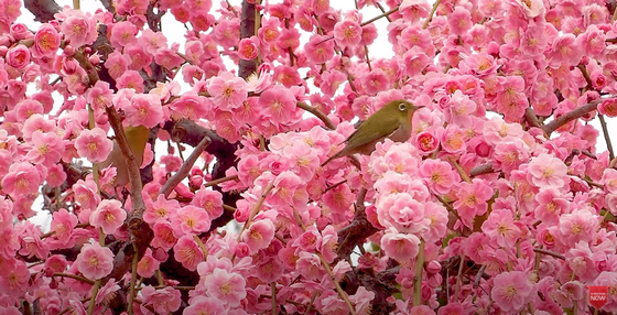 海外 日本は梅の花も見事だね 日本で満開を迎えた枝垂れ梅と河津桜を見た海外の反応 すらるど 海外の反応