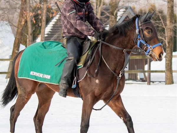 キャロットc コルティーナ トモがパンとしてきて欲しい スライムの競馬ブログ