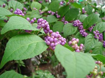 秋の草花 東京都・墨田区 横網町公園】 🦋煌く秋のワルツ2🦋 去年ポストの