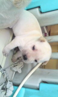 チャイニーズシャーペイ 愛犬 チャイニーズシャーペイ日記