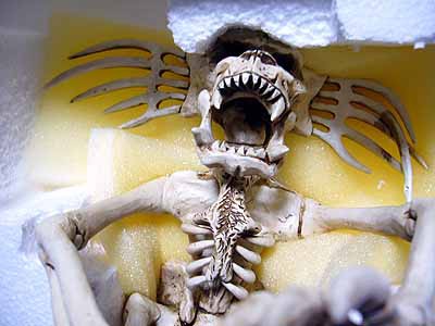 GREMLiNS2 AG TWO CREATURE SKELETON GREMLiNS（グレムリン