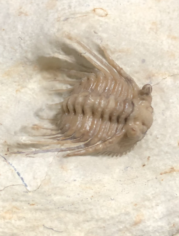 三葉虫 USA ケトネラスピス 極美 希少 【公式通販】