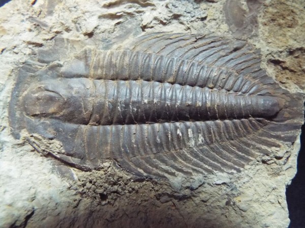 No.140 Yiliangella forficula : 三葉虫の世界
