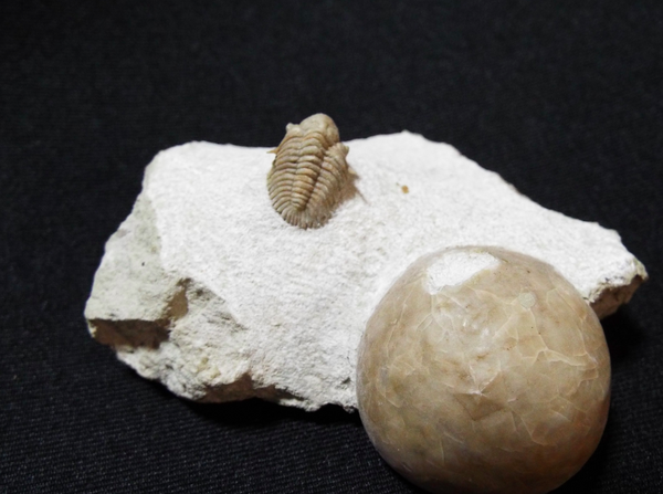 No. 291 Pseudosphaerexochus hemicranium : 三葉虫の世界