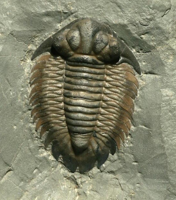 欲しいものリスト2026 : 三葉虫の世界