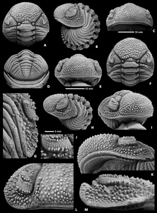 Ｍｏｒｏｃｏｐｓ ｆｏｒｔｅｙｉ No.124 特集〜モロッコのファコプス〜⑦ Morocops forteyi 改め