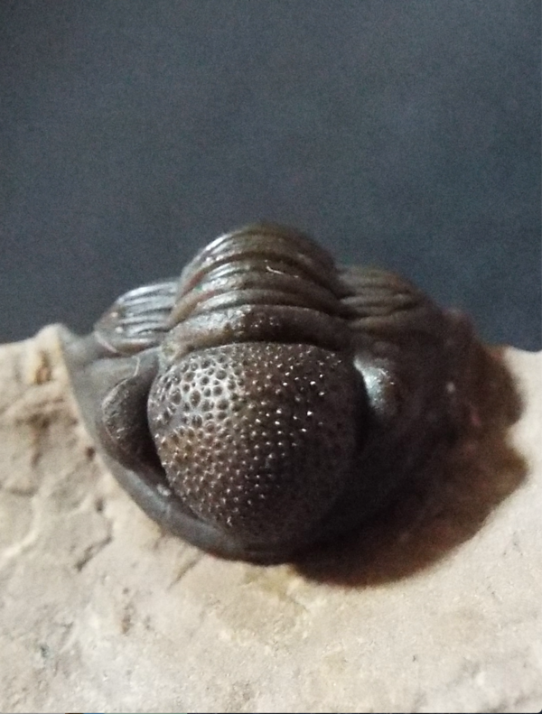 三葉虫モロッコ①ホラドプスhollardops Burtandmimiae モロッコ産デボン紀の三葉虫、ホラルドプス・ハイフィンケリ