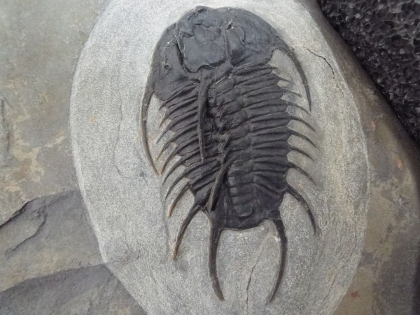 三葉虫 超レアモノ SW産 巨大二レウス・アルマジロ #70357 車に踏まれて