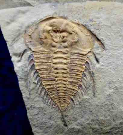 雑談 : 三葉虫の世界