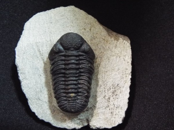 売行き好調の商品 化石　標本　三葉虫　モロコプス　torkozensis アンティーク/コレクション