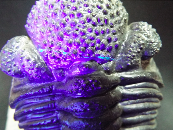 化石　標本　三葉虫　モロコプス　torkozensis 巨大！三葉虫【Drotops megalomanicus】【763 g】モロッコ王国産