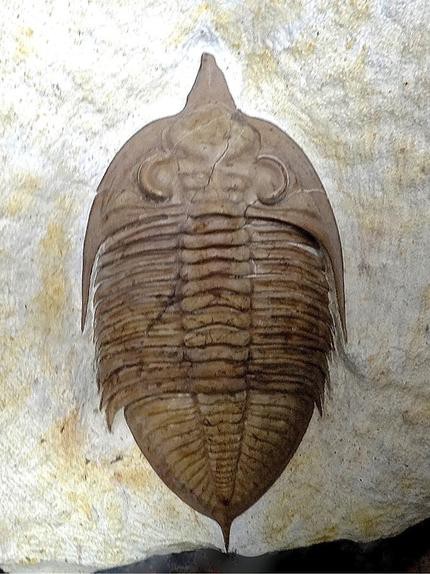 三葉虫 USA ケトネラスピス 極美 希少 三葉虫 USA ケトネラスピス 極美