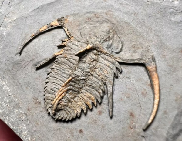 Fallotaspis sp. ① (主に分類について) : 三葉虫の世界