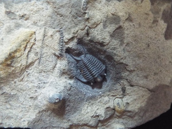 三葉虫　化石　Anomocarella 三葉虫化石Anomocarella