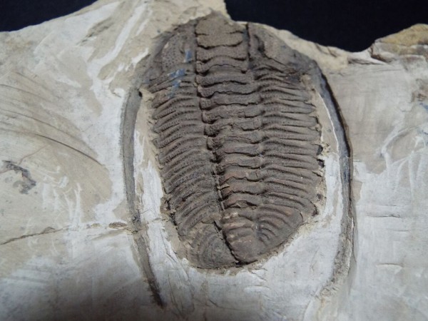 No.134 Sinosaukia distincta : 三葉虫の世界