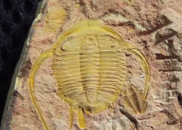 No.194 Guangxiaspis guangxiensis : 三葉虫の世界