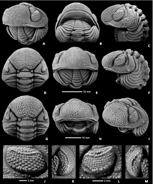 No.124 特集〜モロッコのファコプス〜⑦ Morocops forteyi 改め
