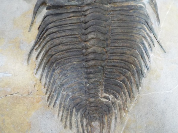 No.400 Lochmanolenellus trapezoidalis : 三葉虫の世界