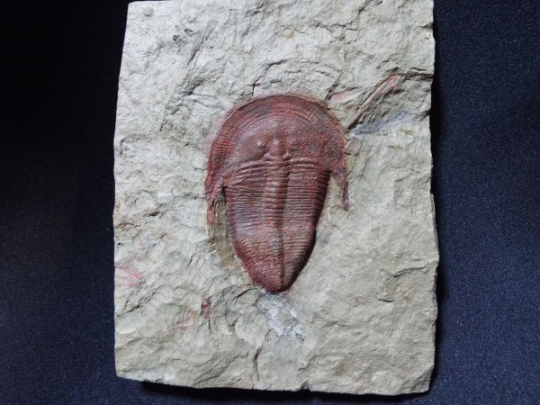 No. 250 Harpides sp. : 三葉虫の世界