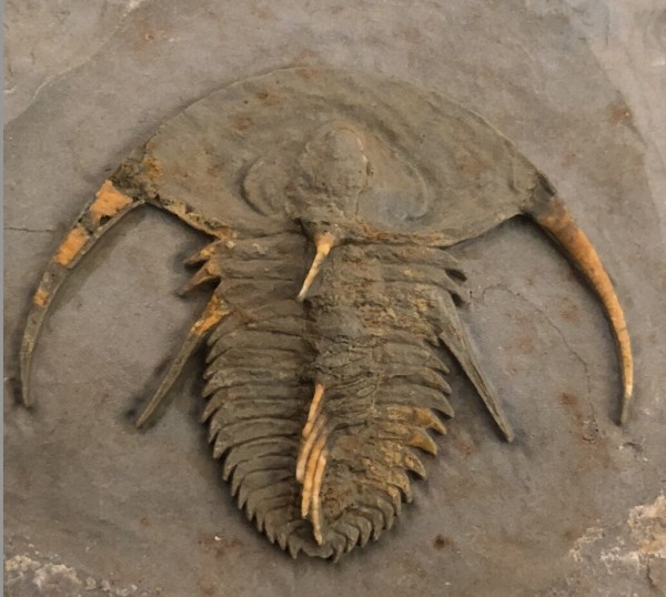 Fallotaspis sp. ① (主に分類について) : 三葉虫の世界