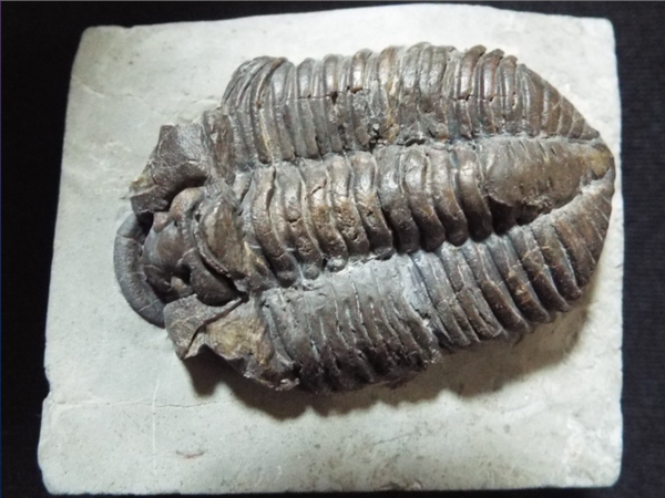 No. 296 Tapinocalymene nodulosa : 三葉虫の世界