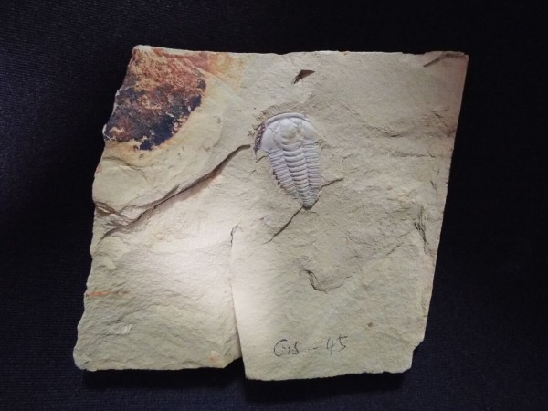 No.129 No.137 Redlichia mansuyi : 三葉虫の世界