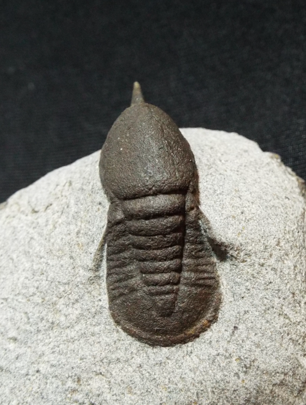 No.293 Symphysops stevaninae & Degamella sendinoae : 三葉虫の世界