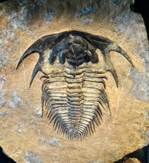 No.400 Lochmanolenellus trapezoidalis : 三葉虫の世界