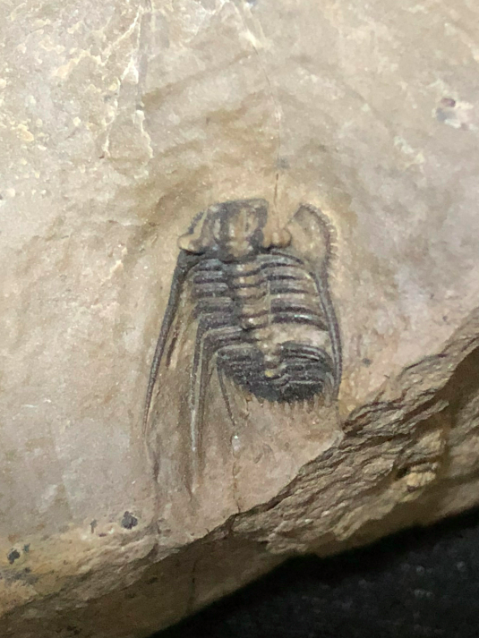 三葉虫化石レア Leonaspis sp. モロッコ産 デボン紀前期