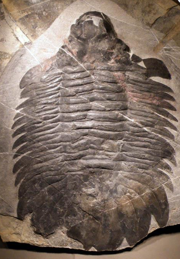 欲しいものリスト2026 : 三葉虫の世界