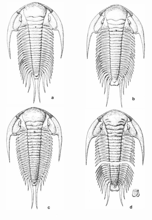 No.X-2 Paradoxides davidis brevispinus (or davidis davidis) : 三葉虫の世界