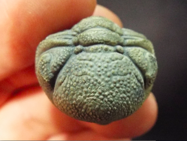 No.124 特集〜モロッコのファコプス〜⑦ Morocops forteyi 改め