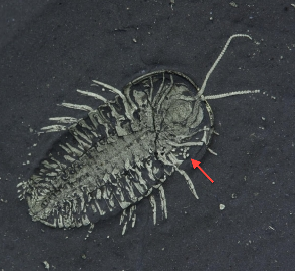 三葉虫 化石 Piltonia kuehnei Amazon.co.jp: Elrathia Kingi 三葉虫化石標本 - 天然 - 米国で