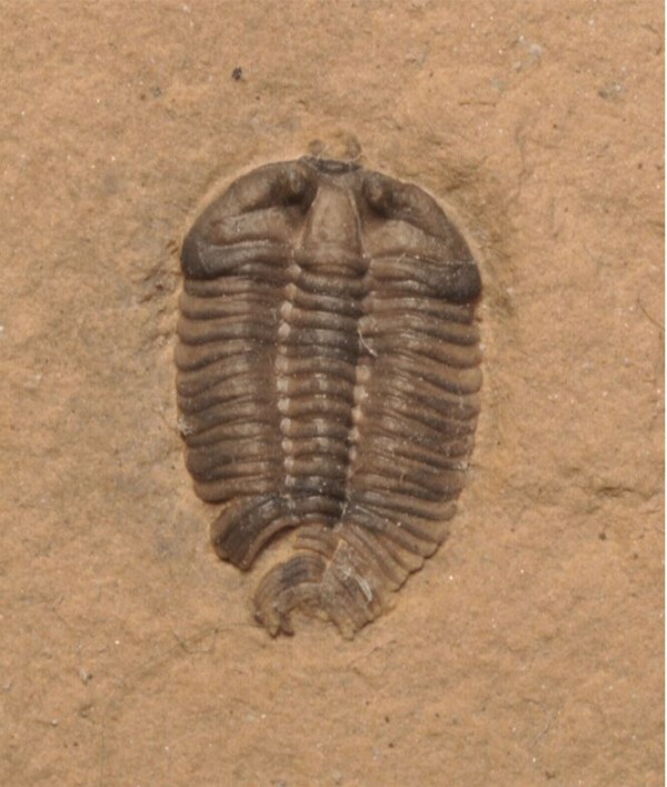 三葉虫化石セダリア