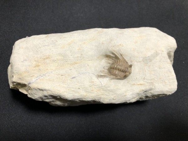No. 44 Kettneraspis williamsi : 三葉虫の世界