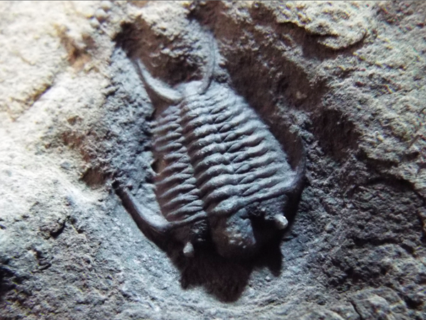 三葉虫　化石　Anomocarella 三葉虫化石Anomocarella