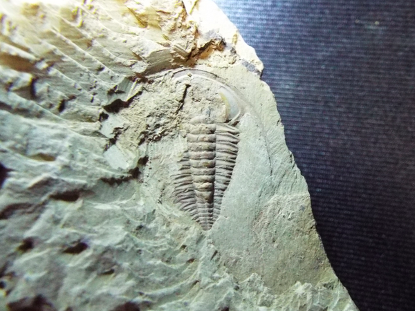 三葉虫　化石　Anomocarella 三葉虫 化石 Anomocarella 美術品・アンティーク・コレクション