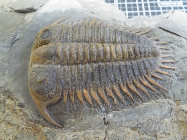 Damesella paronai : 三葉虫の世界