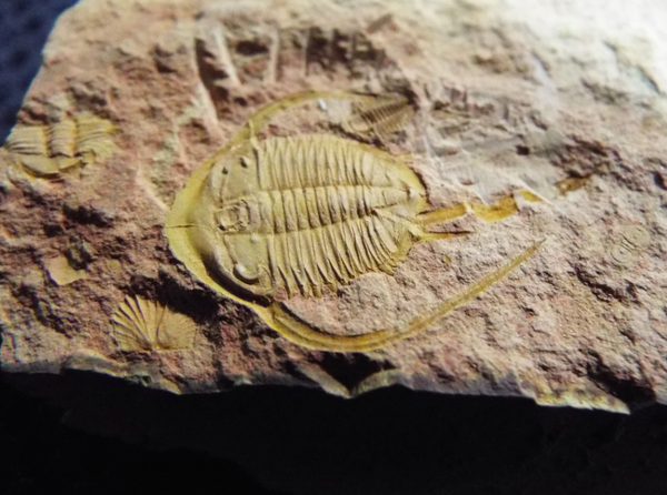 No.194 Guangxiaspis guangxiensis : 三葉虫の世界