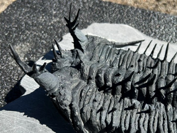 Godzillaspis cooperi 