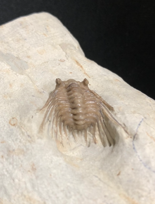 No. 44 Kettneraspis williamsi : 三葉虫の世界