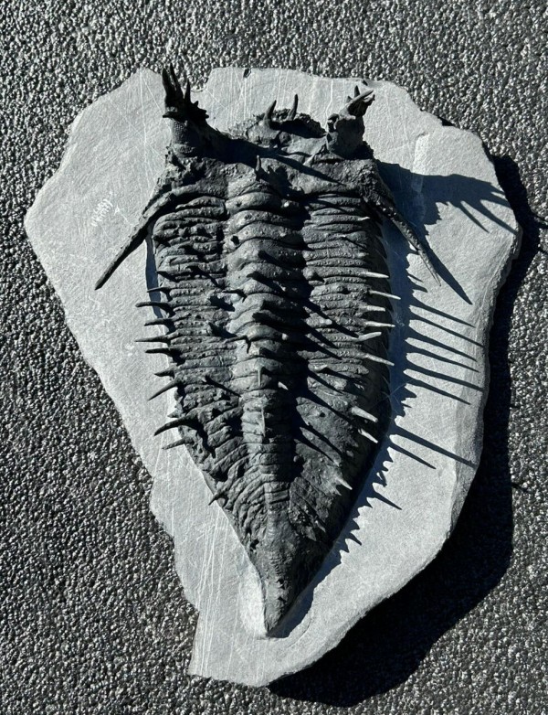 Godzillaspis cooperi 