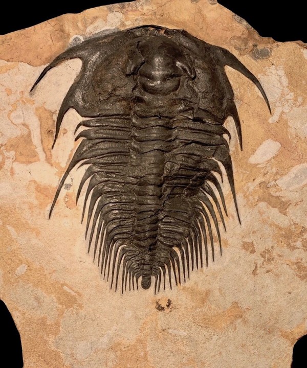 三葉虫 超レアモノ SW産 巨大二レウス・アルマジロ #70357 車に踏まれて