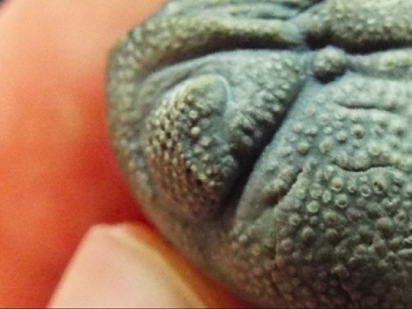 No.124 特集〜モロッコのファコプス〜⑦ Morocops forteyi 改め