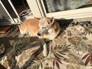 おばあちゃん犬の日記 Smkhahaのblog