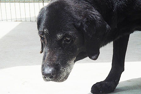 15歳老犬介護の日々 Madame恵美寿のしあわせロハス
